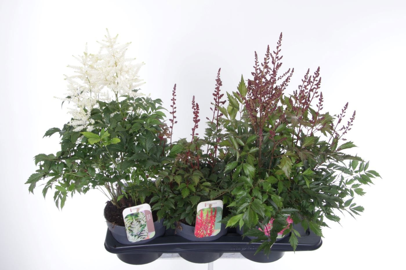 Astilbe mix 65cm 17cm Pot