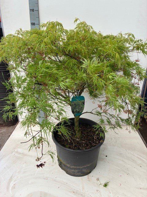 Acer Dissectum 120cm 38cm Pot
