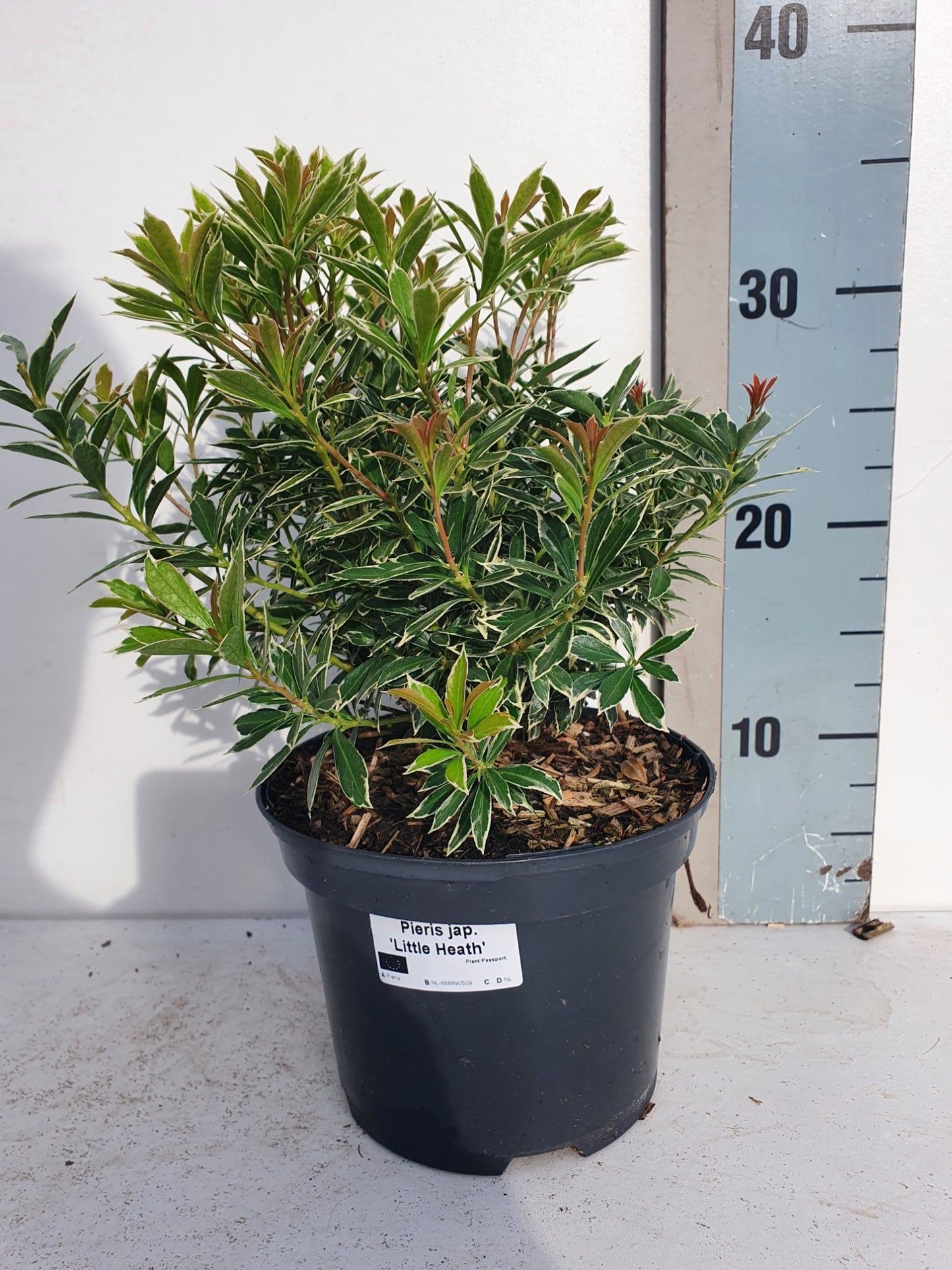 Roessel Tuinpl. VOF, B. v. Pieris japonica Little Heath Pack of 6