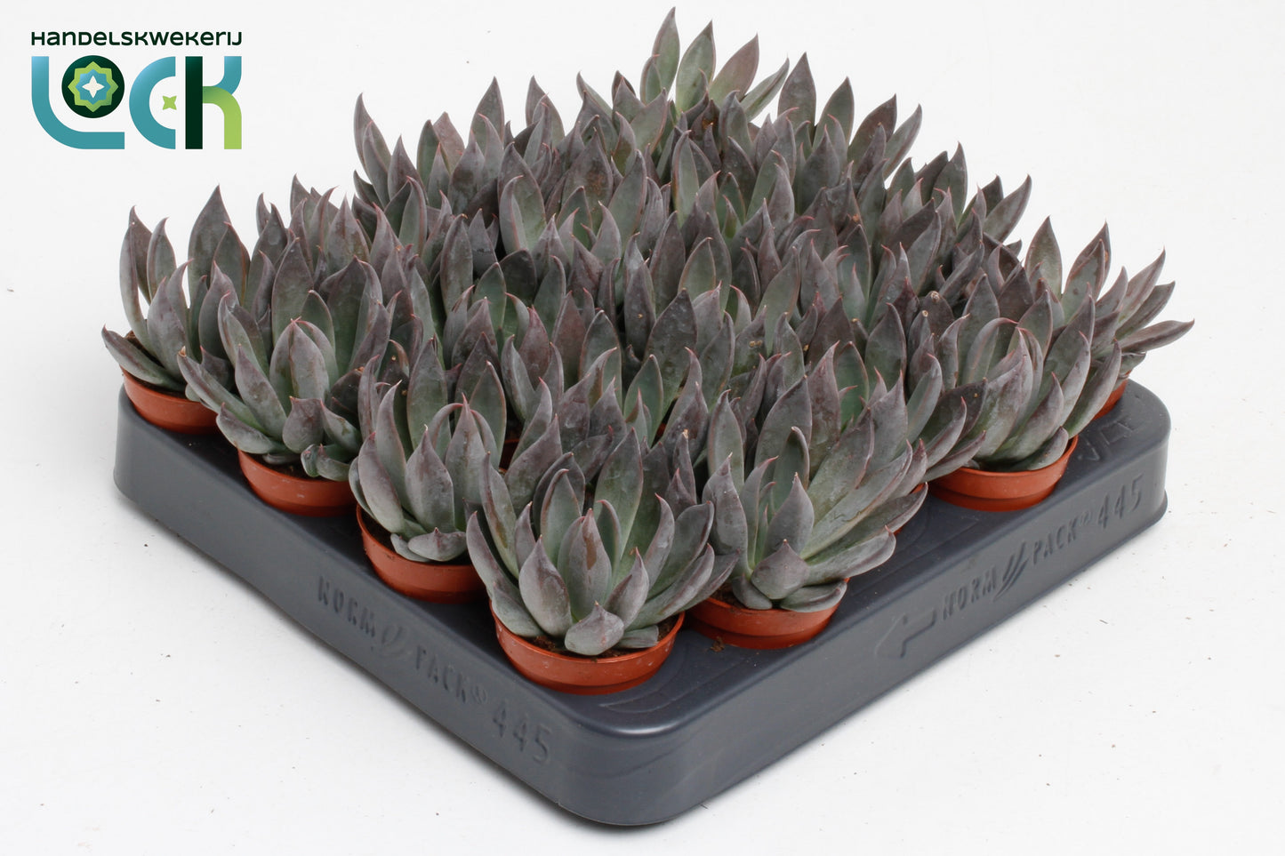 Echeveria Hybrid 10cm 5.5cm Pot