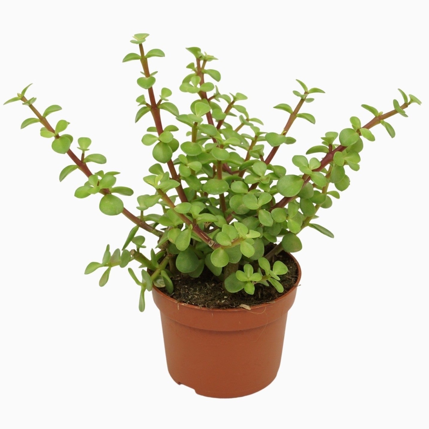 Portulacaria afra 18cm 10.5cm Pot