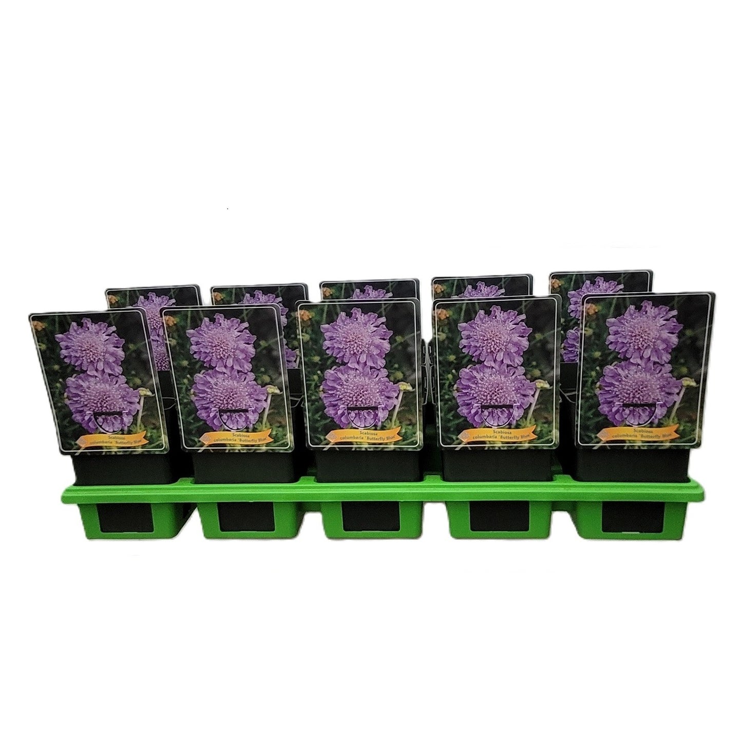 Scabiosa Butterfly Blue 25cm 11cm Pot