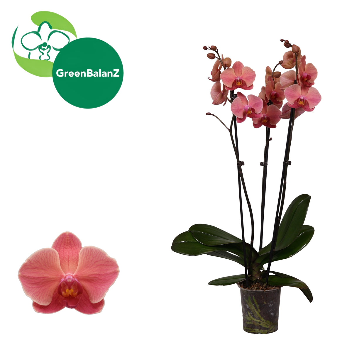 Phalaenopsis Narbonne 55cm 12cm Pot
