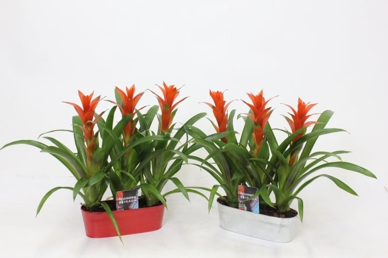 Guzmania Ostara 40cm 20cm Pot