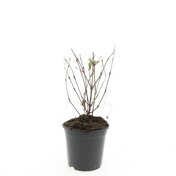Fuchsia Madame Cornelissen 15cm 14cm Pot