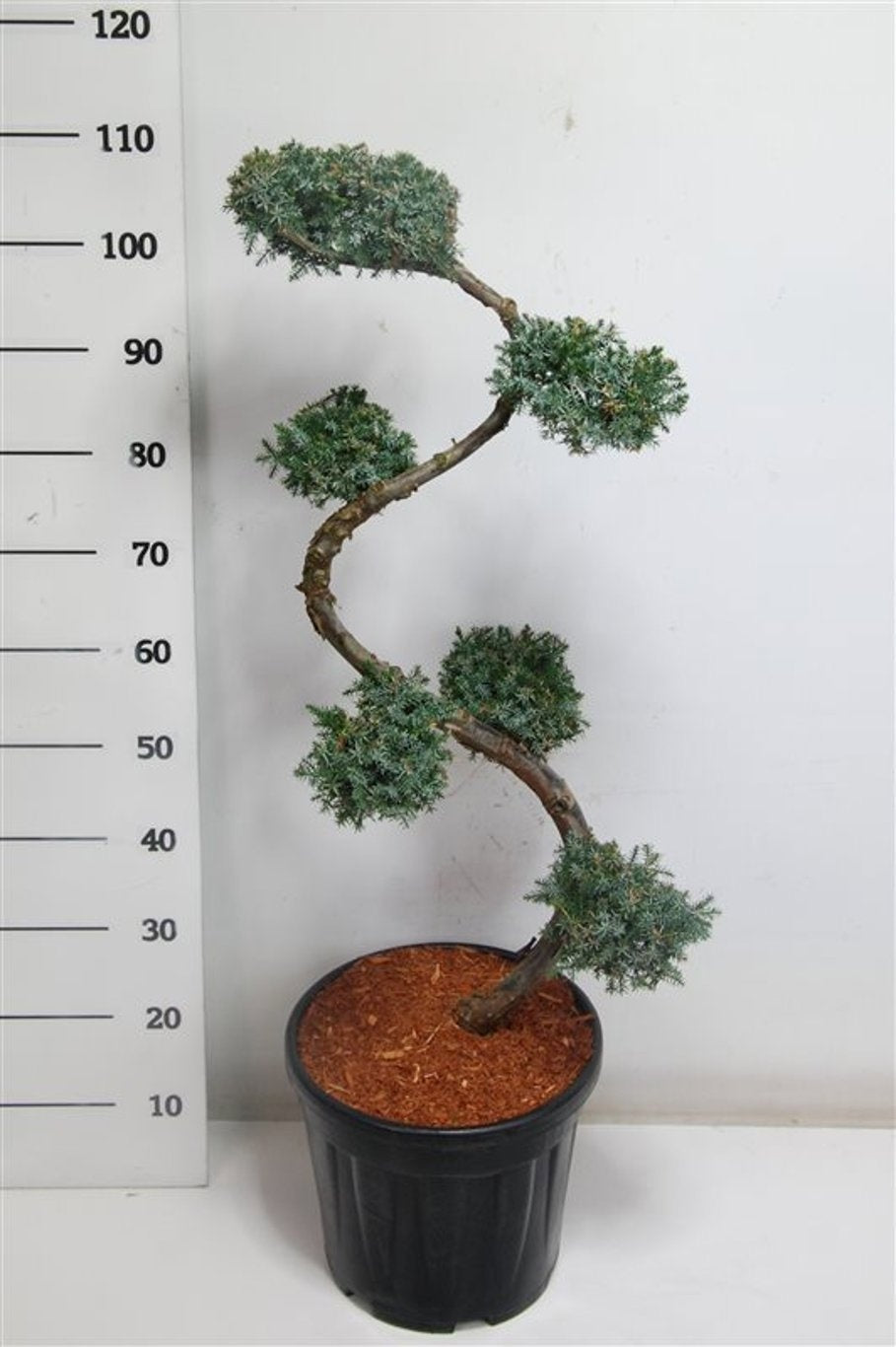 Juniperus Blue Alps 120cm 38cm Pot
