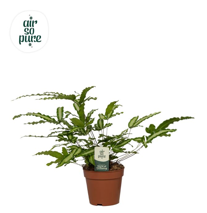 Pteris Albolineata 35cm 12cm Pot