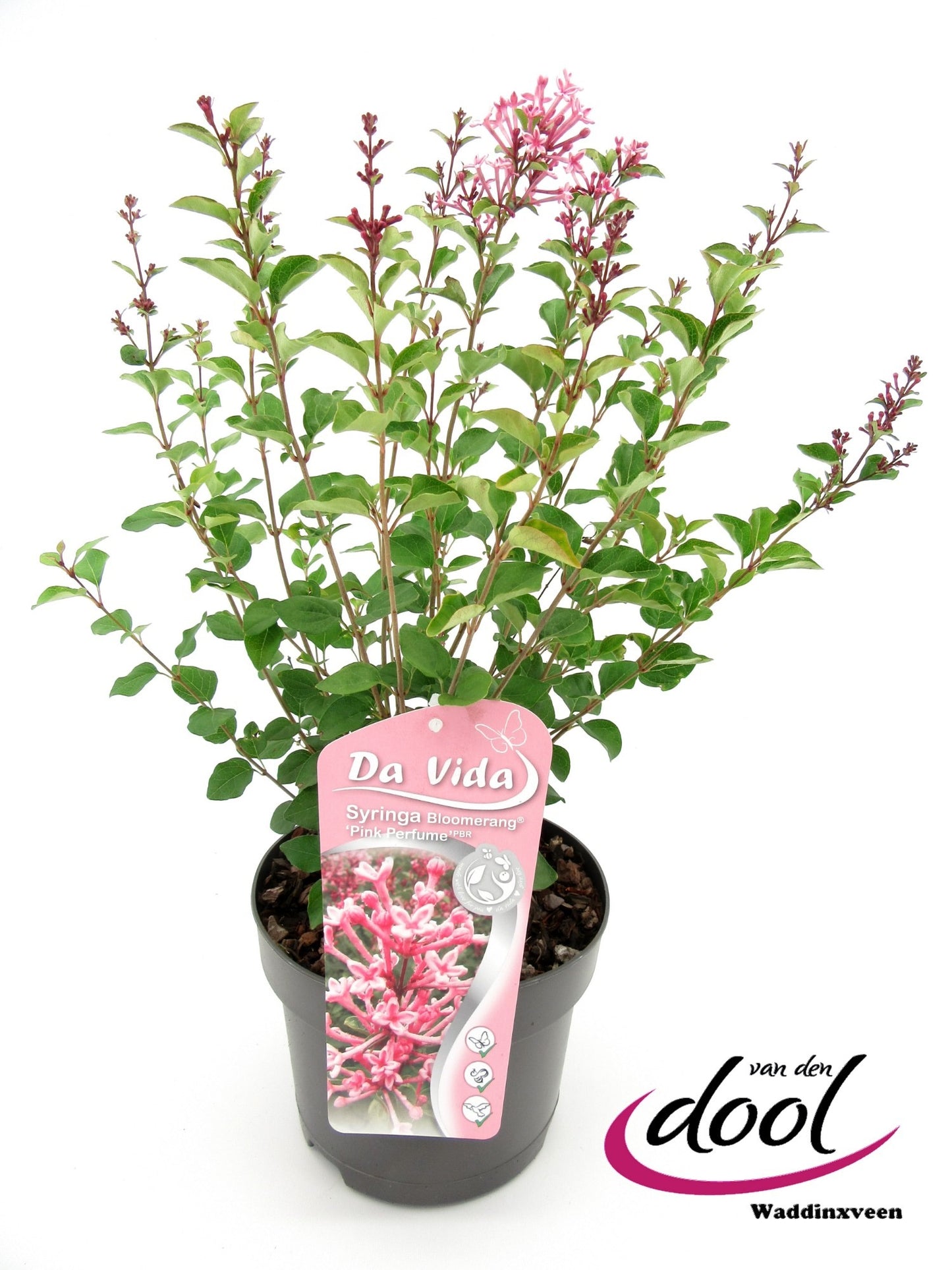 Syringa Bloomerang Pink Perfume 40cm 19cm Pot
