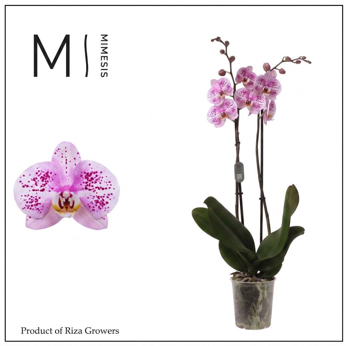 Phalaenopsis pink 70cm 12cm Pot