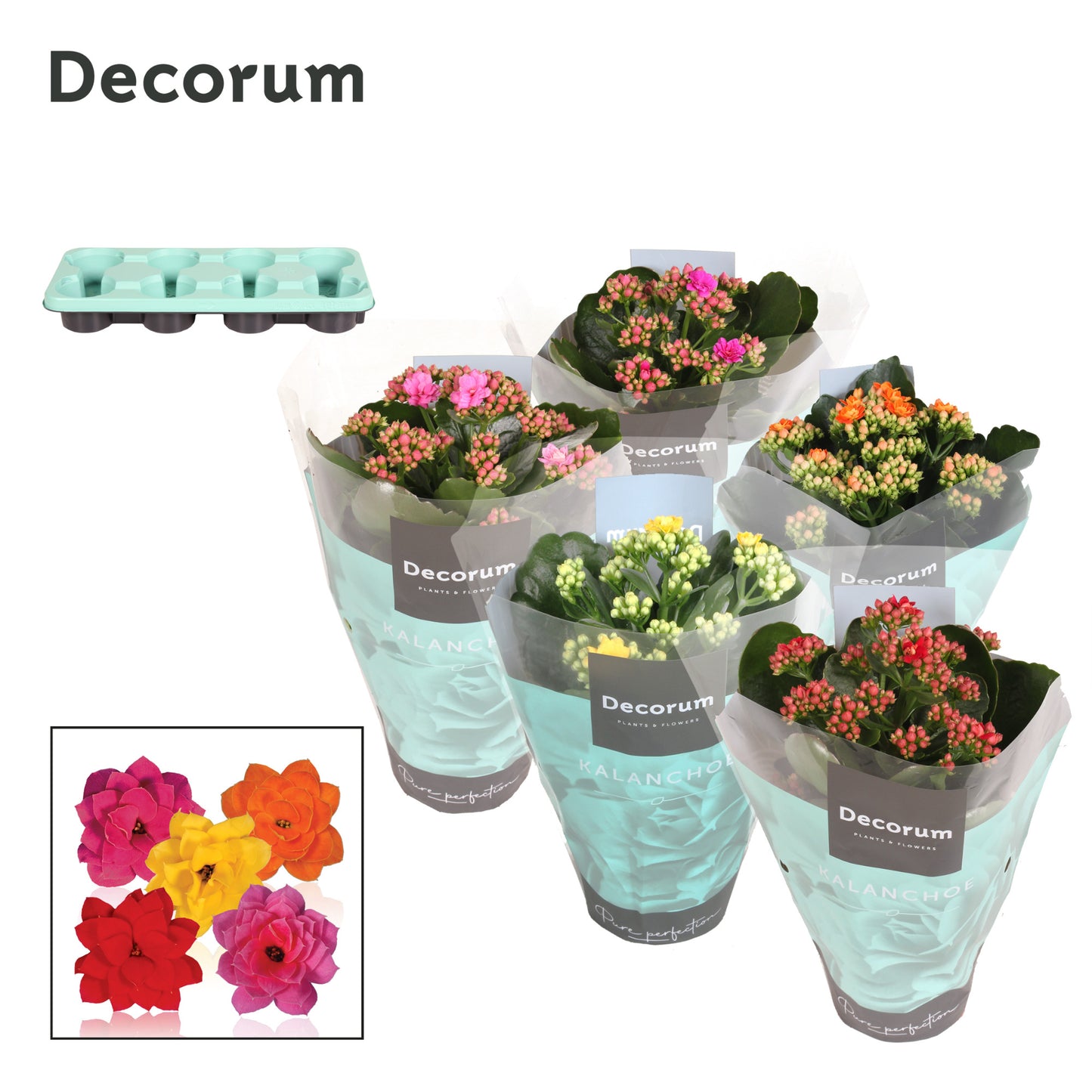 Kalanchoe mix Decorum 24cm 12cm Pot
