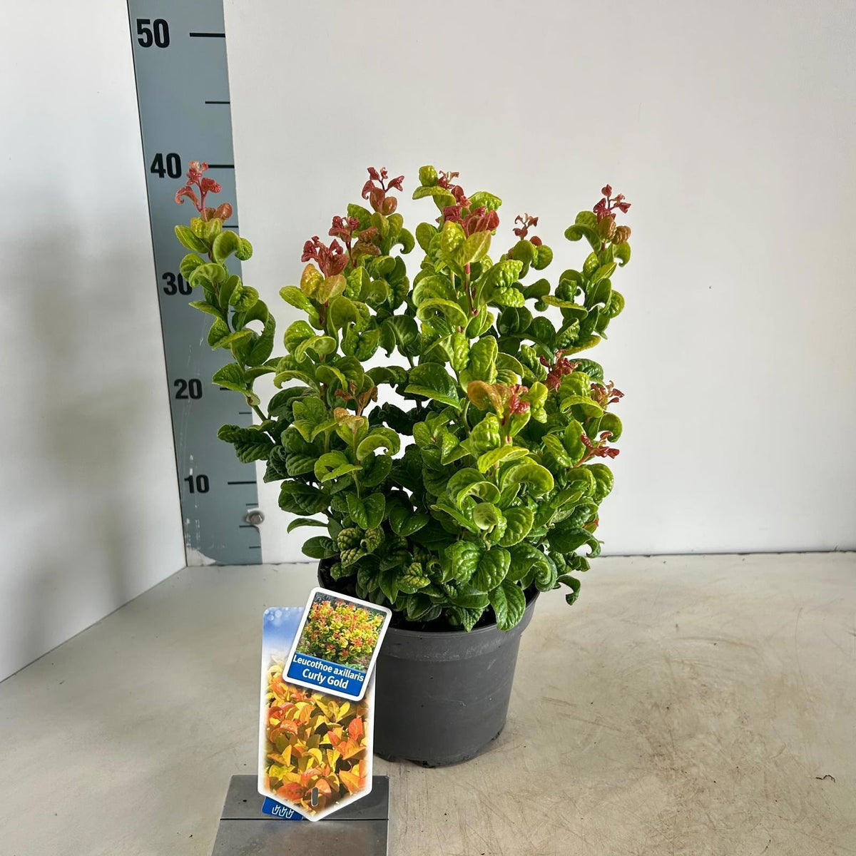 Leucothoe Curly Gold 35cm 17cm Pot
