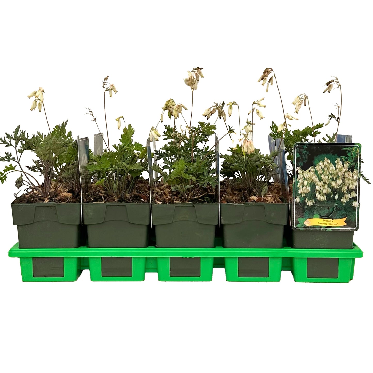 Dicentra for. Aurora 25cm 11cm Pot