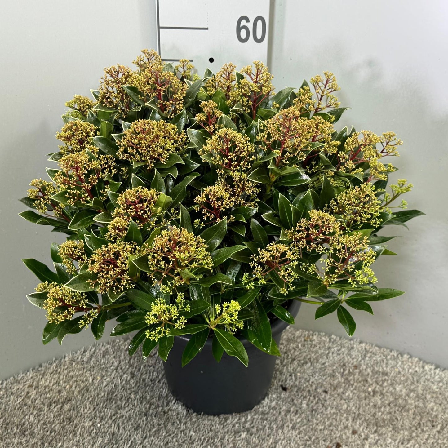 Skimmia japonica Cuba 60cm 27cm Pot