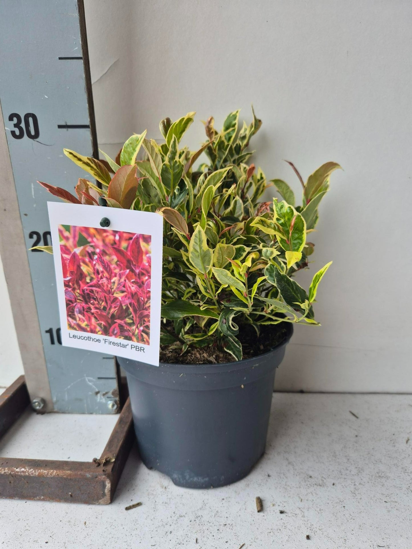 Roessel Tuinpl. VOF, B. v. Leucothoe walteri Pack of 6