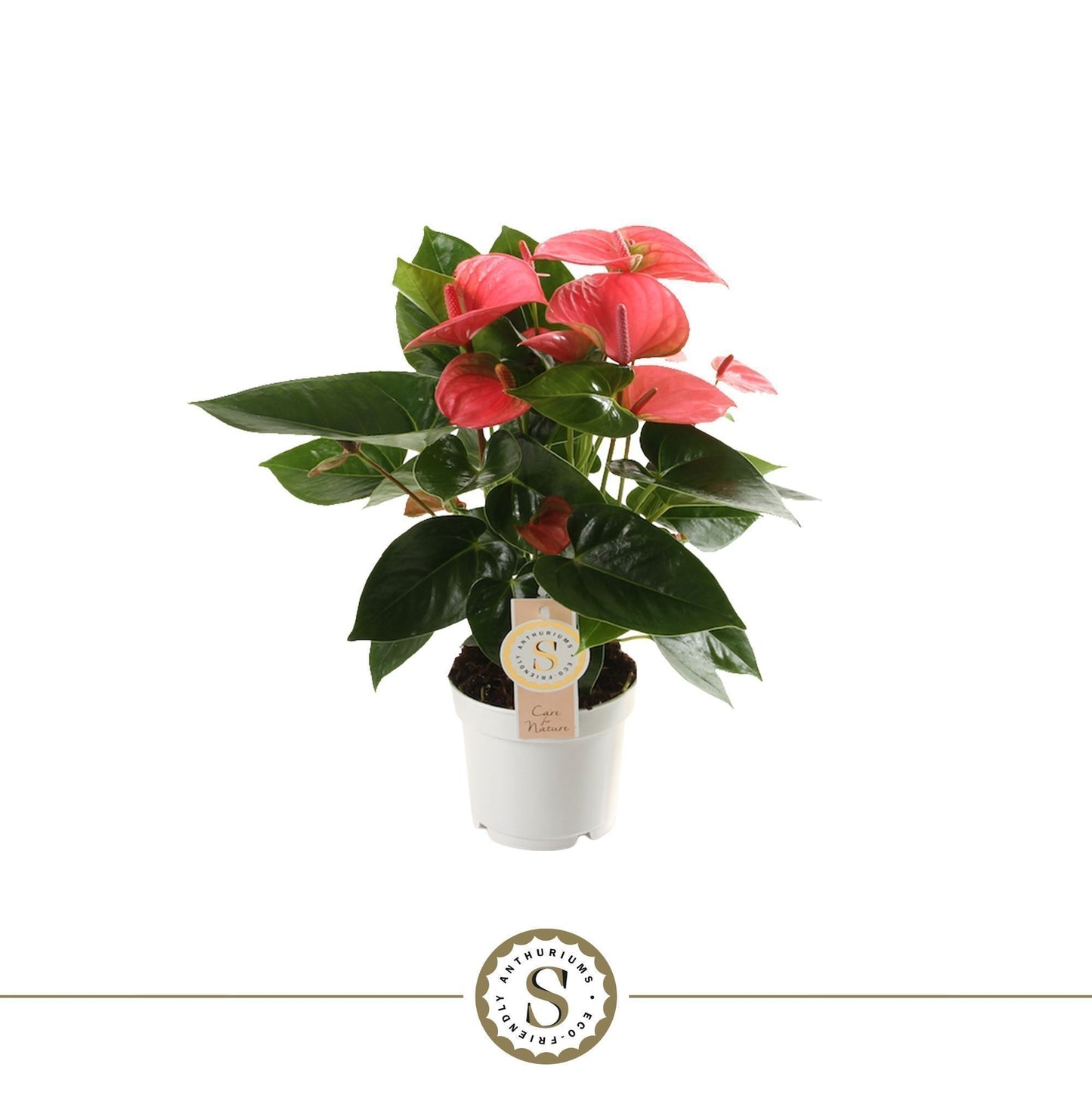 Anthurium Pink Champion 40cm 12cm Pot