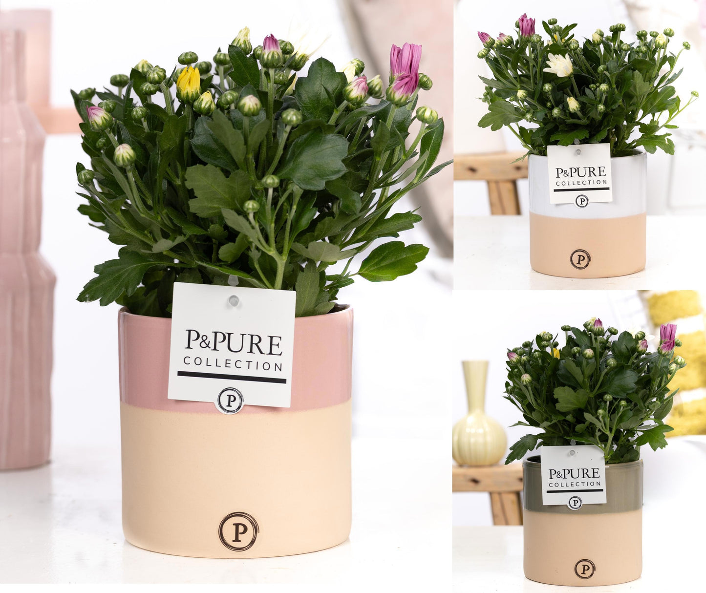 Chrysanthemum carnaval mix 25cm 12cm Pot
