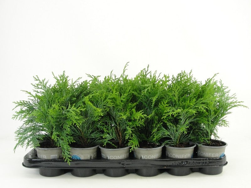 Bloemendaal, Fa.Kw. Chamaecyparis Globosa Pack of 18