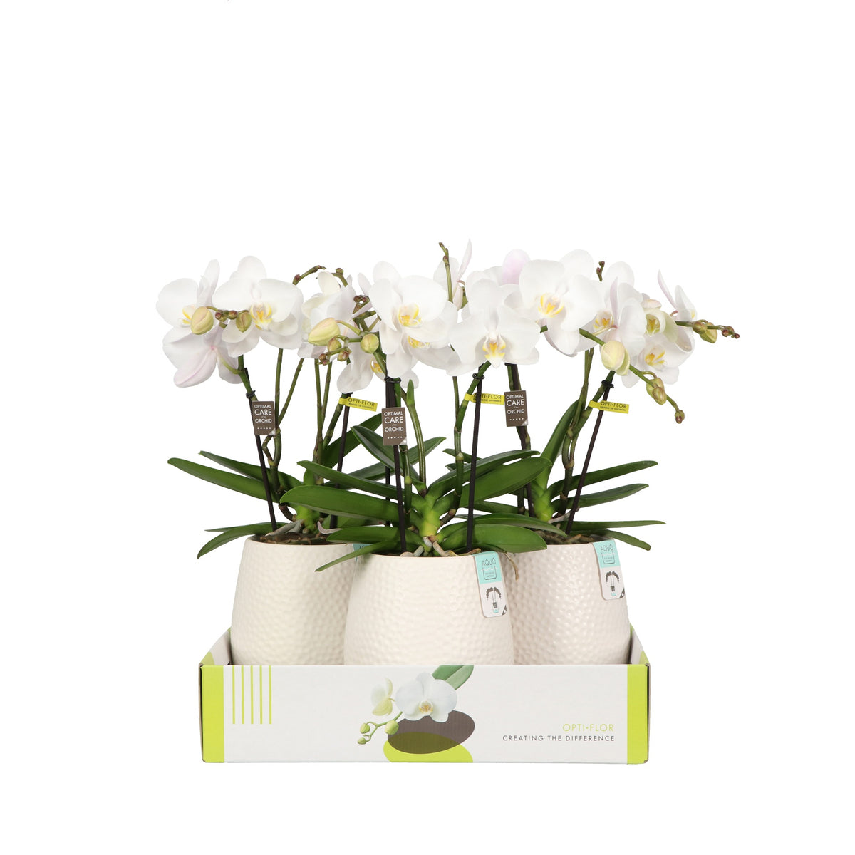 Phalaenopsis white 40cm 12cm Pot