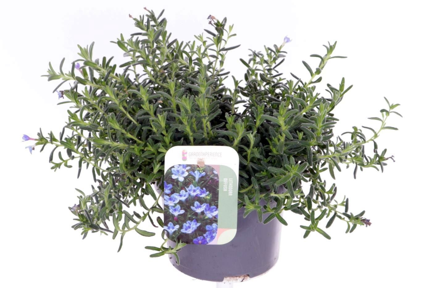 Noordpoel BV, Kw. de Glandora diffusa Pack of 8