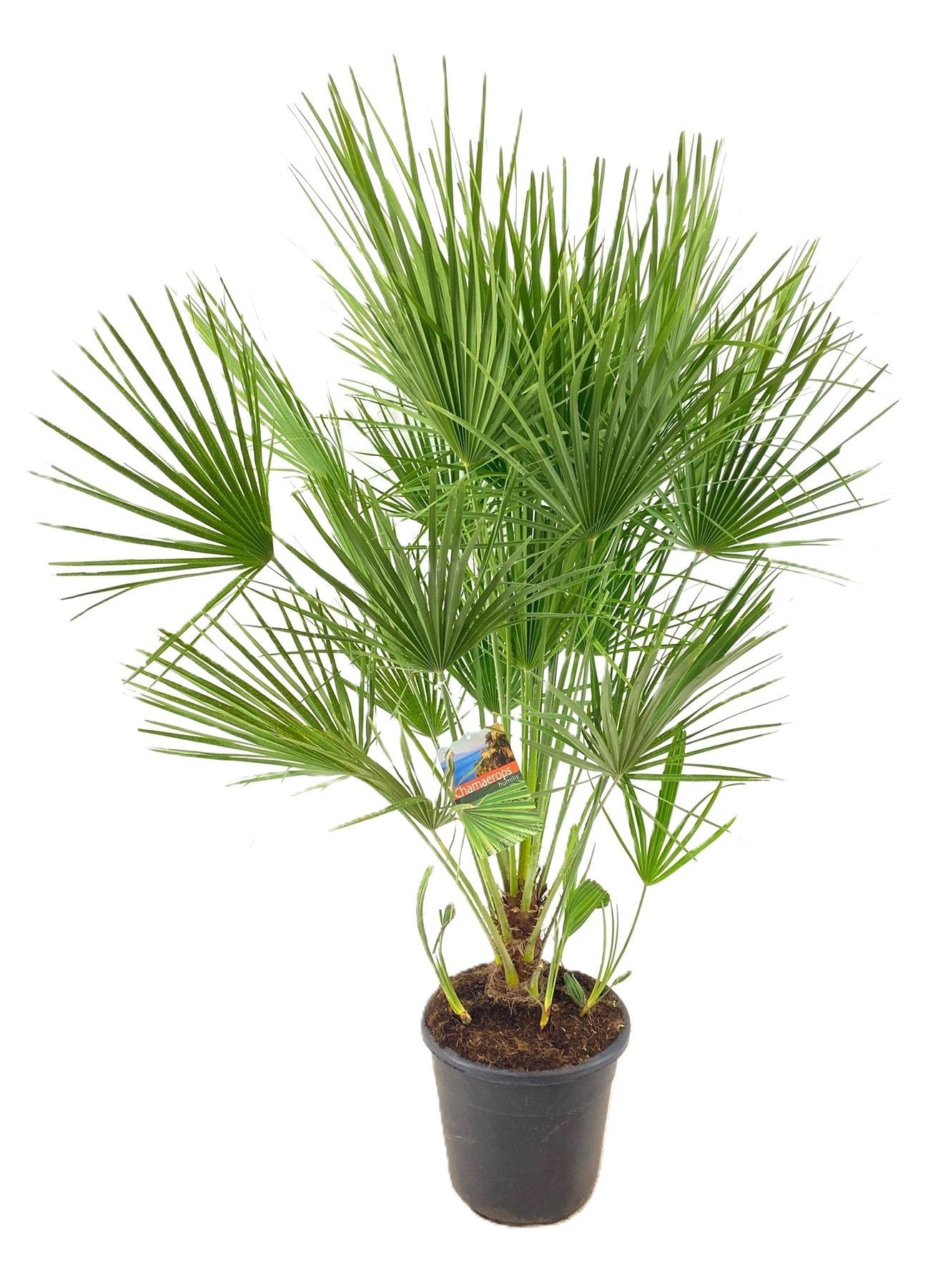 Chamaerops humilis 150cm 30cm Pot