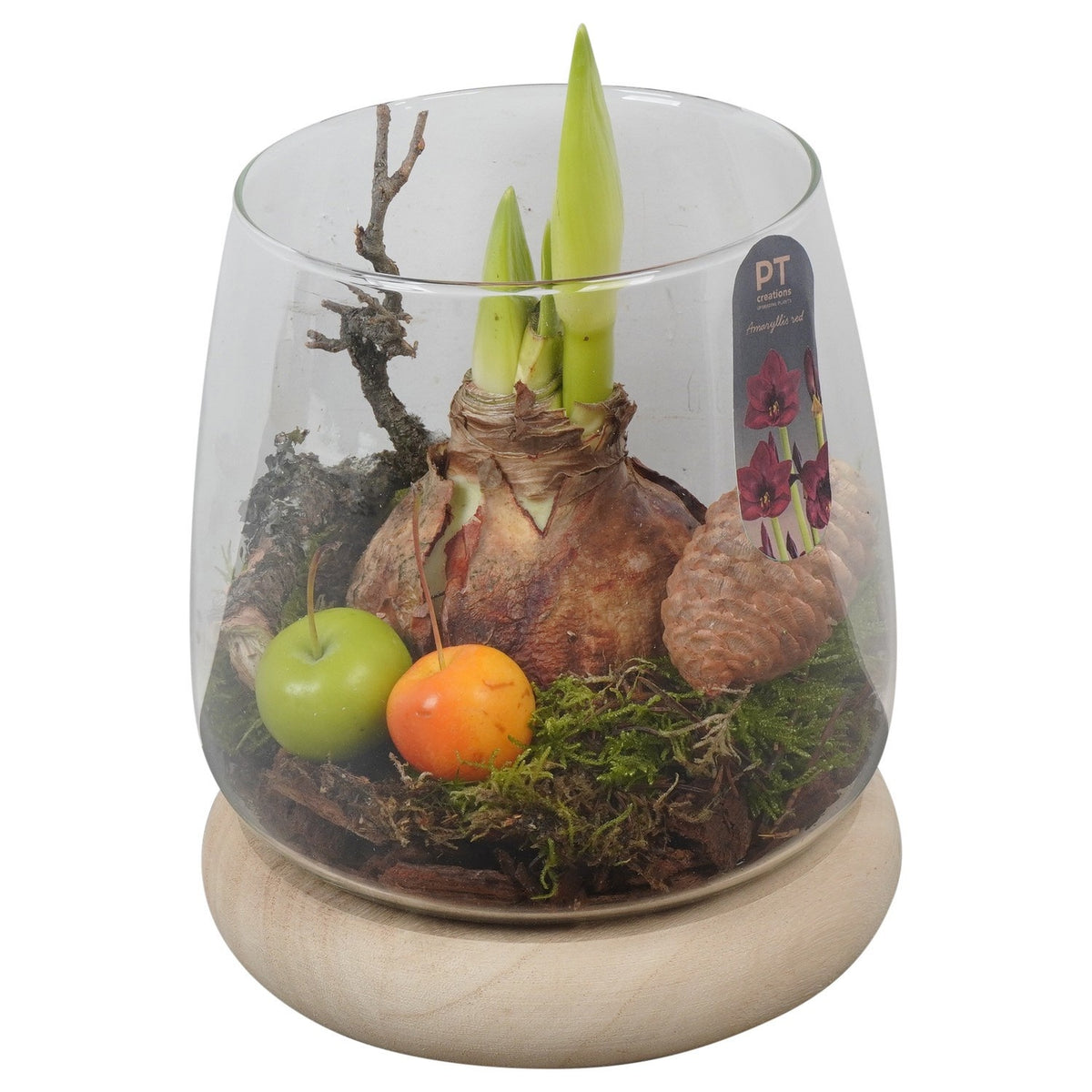 Hippeastrum arrangement 20cm 16cm Pot
