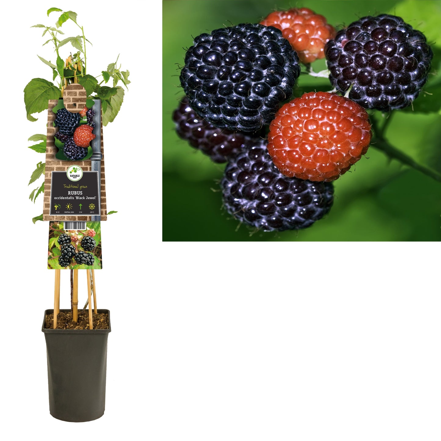Rubus id. Black Jewel 75cm 17cm Pot