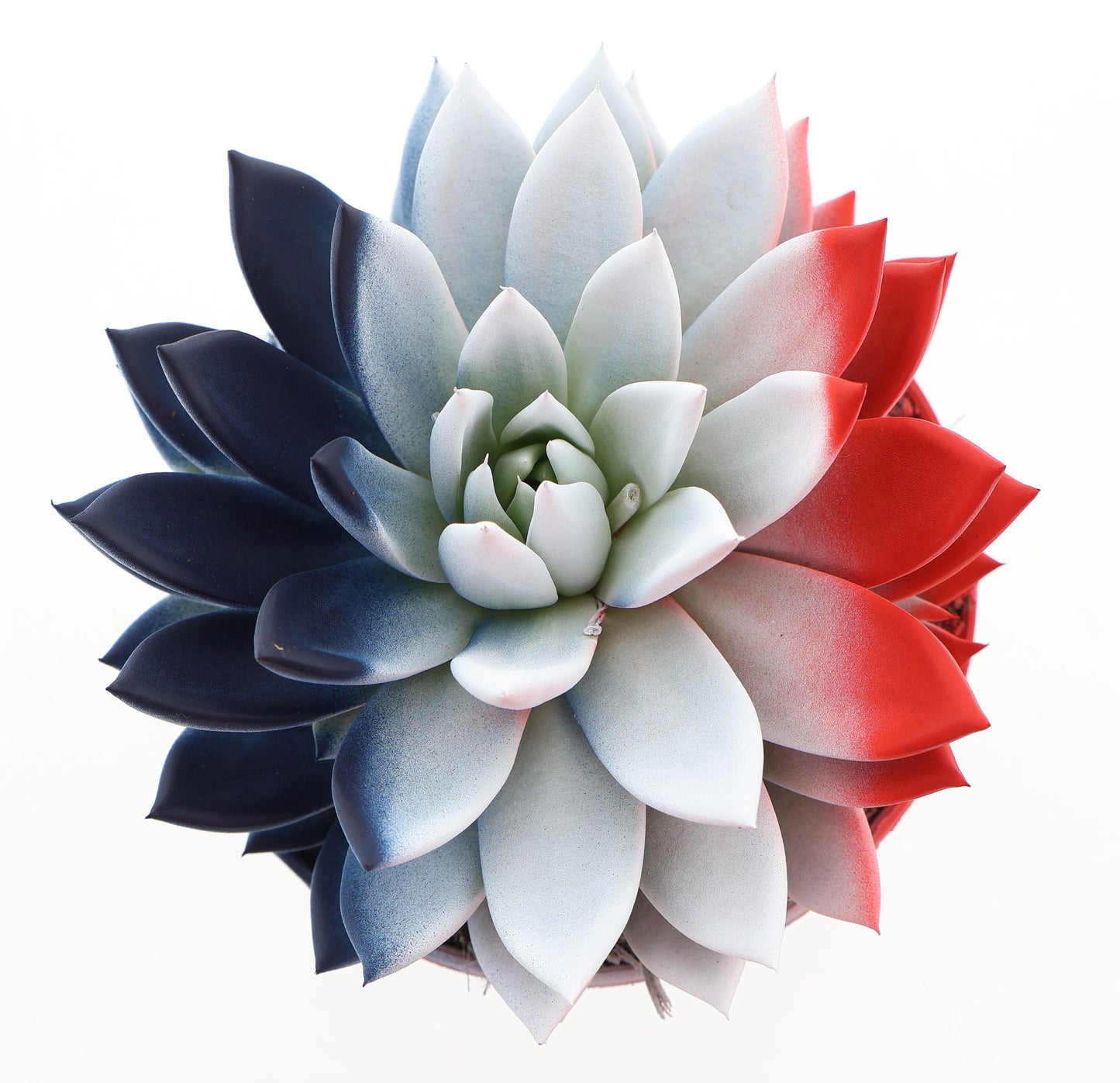 Rainbow France 18cm 15cm Pot