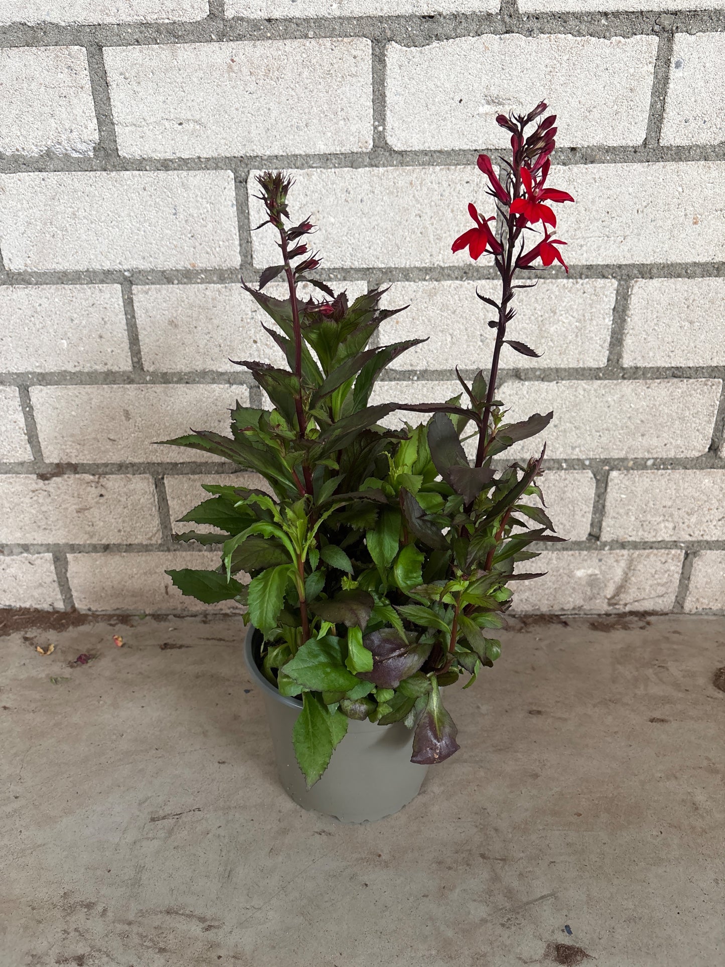 Lobelia spec. Fan Scarlet 22cm 17cm Pot
