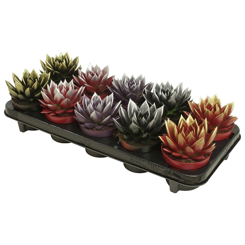 Echeveria colored bicolor mix 13cm 10.5cm Pot