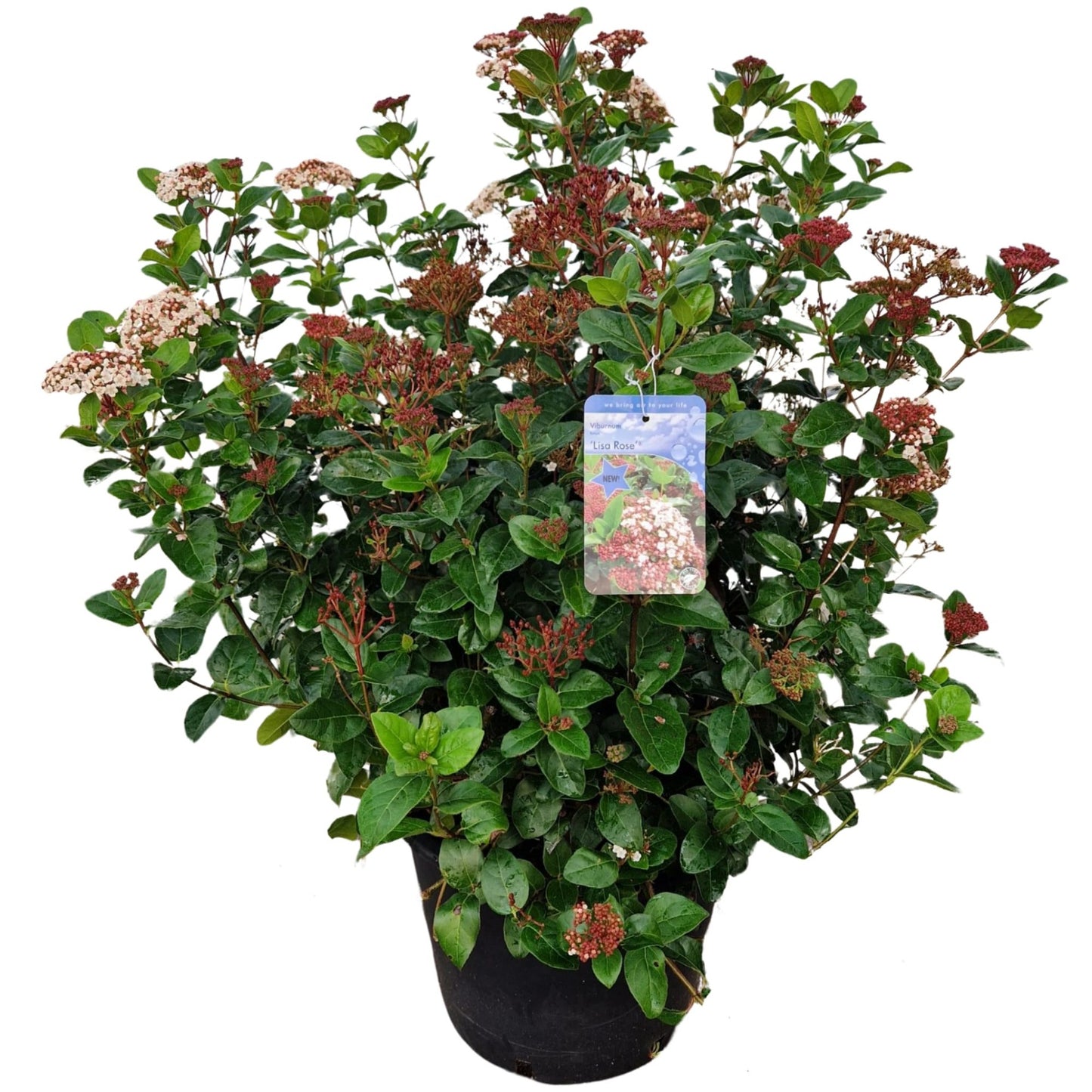 Viburnum tinus 100cm 40cm Pot