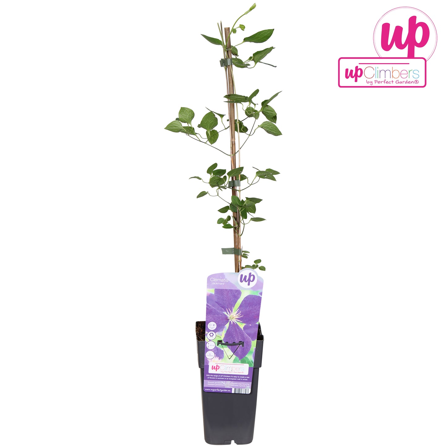 Clematis Jackmanii 65cm 15cm Pot