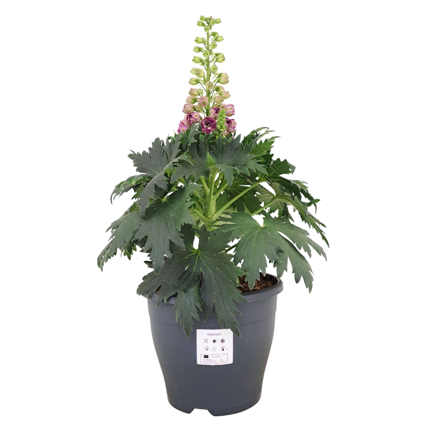 Delphinium Delgenius Chantay 45cm 23cm Pot