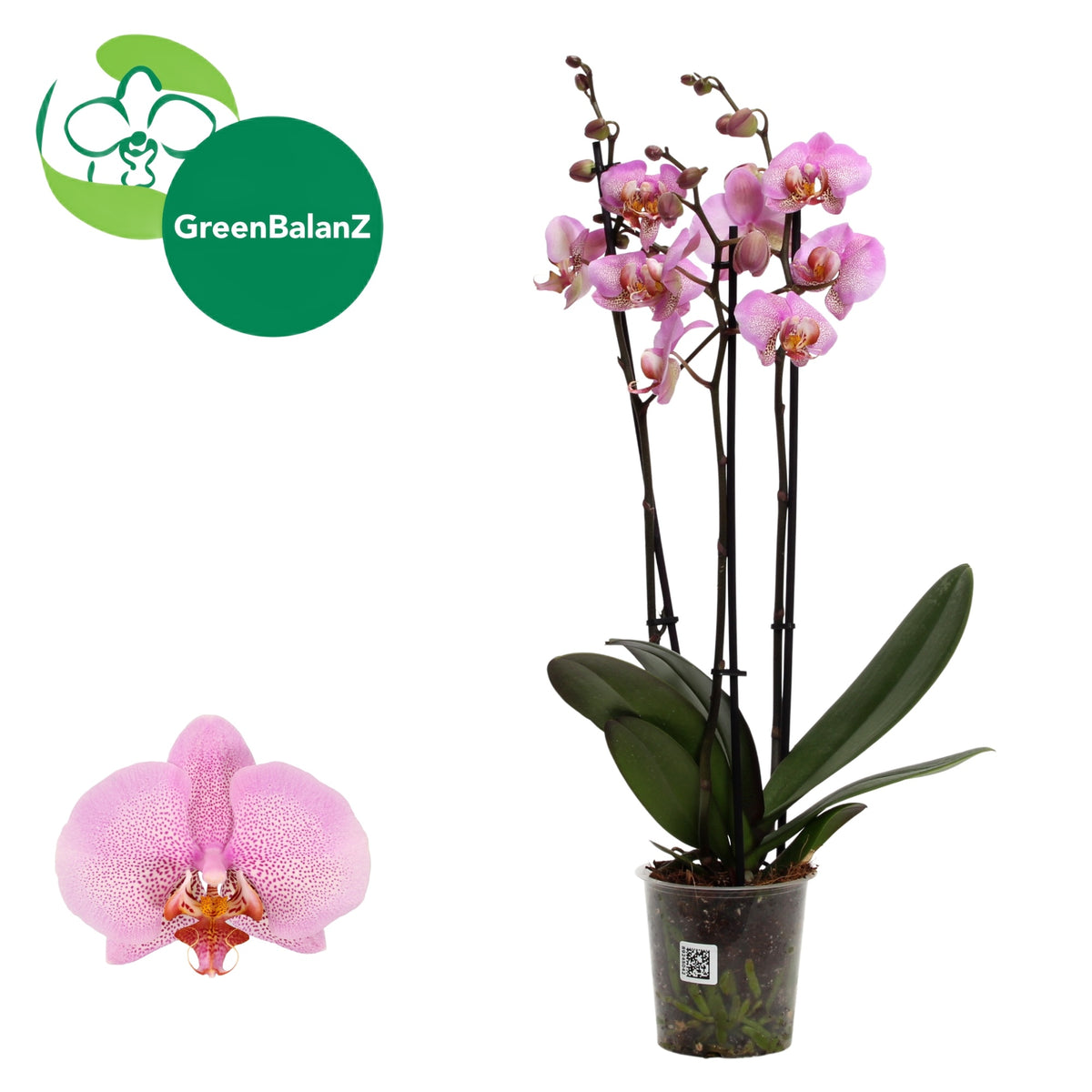 Phalaenopsis Formation 55cm 12cm Pot