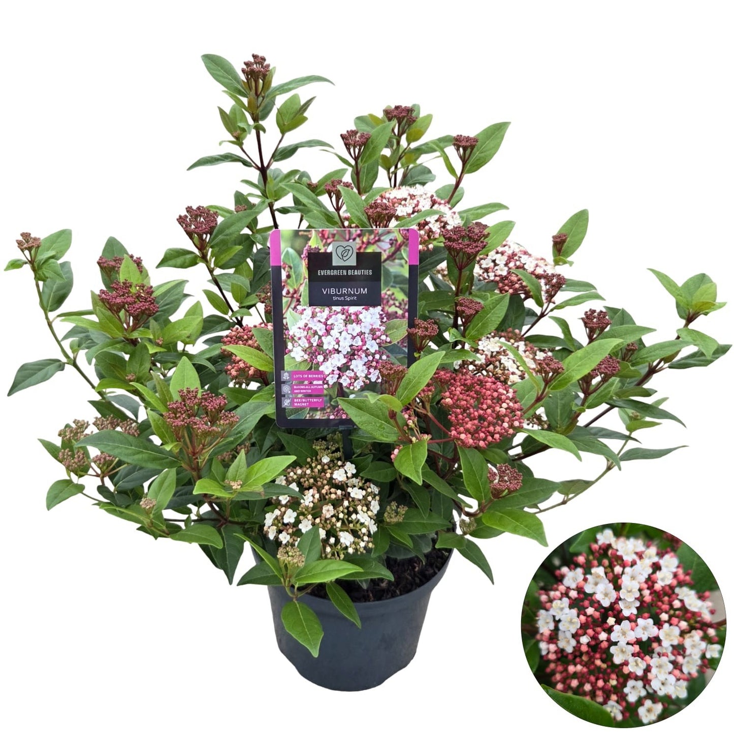 Viburnum tinus Spirit 65cm 23cm Pot