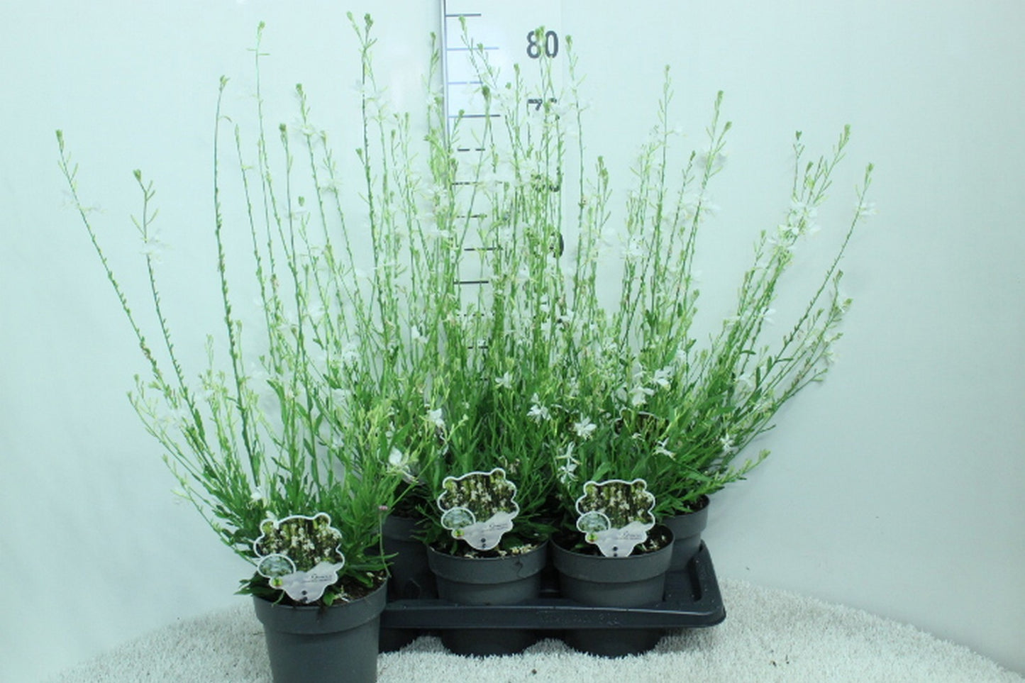 Gaura lindheimeri 80cm 17cm Pot