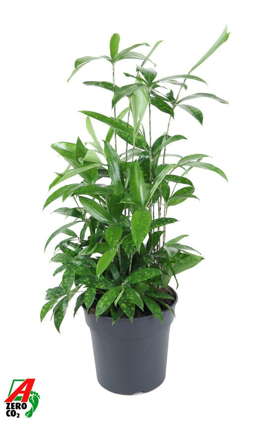 Dracaena surculosa 70cm 24cm Pot