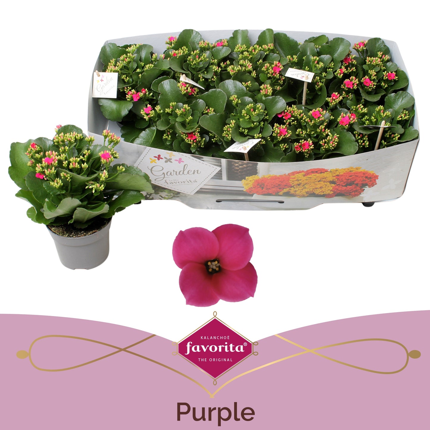 Vreugdenberg BV Kalanchoe patio purple Pack of 10