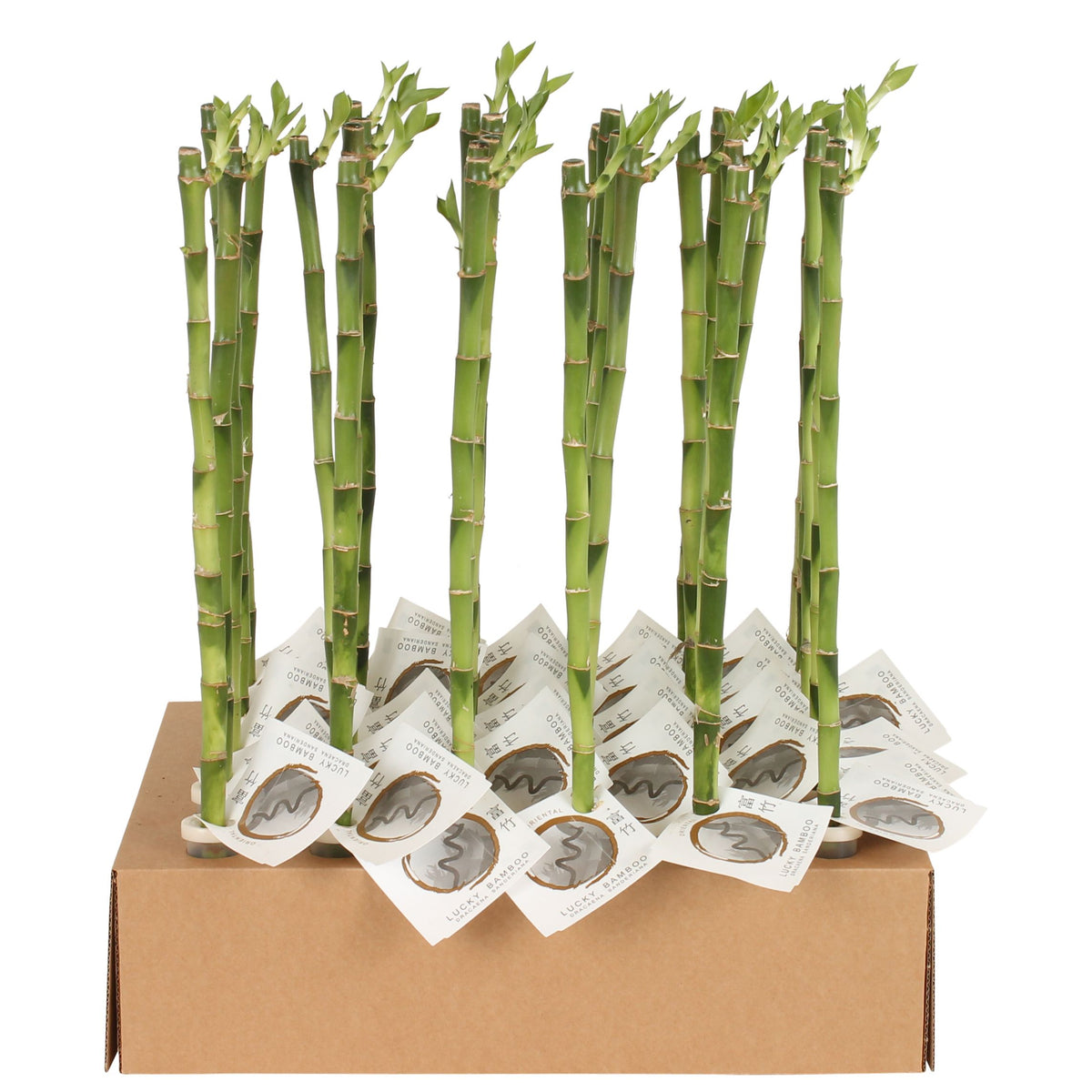 Drac. Lucky Bamboo 50cm 5cm Pot