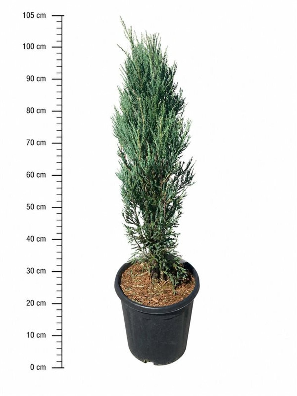 Juniperus Blue Arrow 105cm 32cm Pot