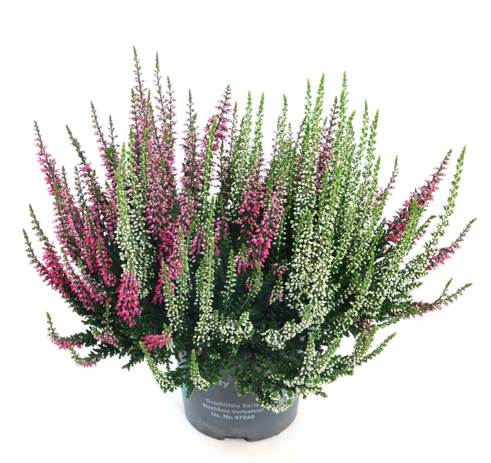 Calluna Beauty Ladies twin 27cm 12cm Pot