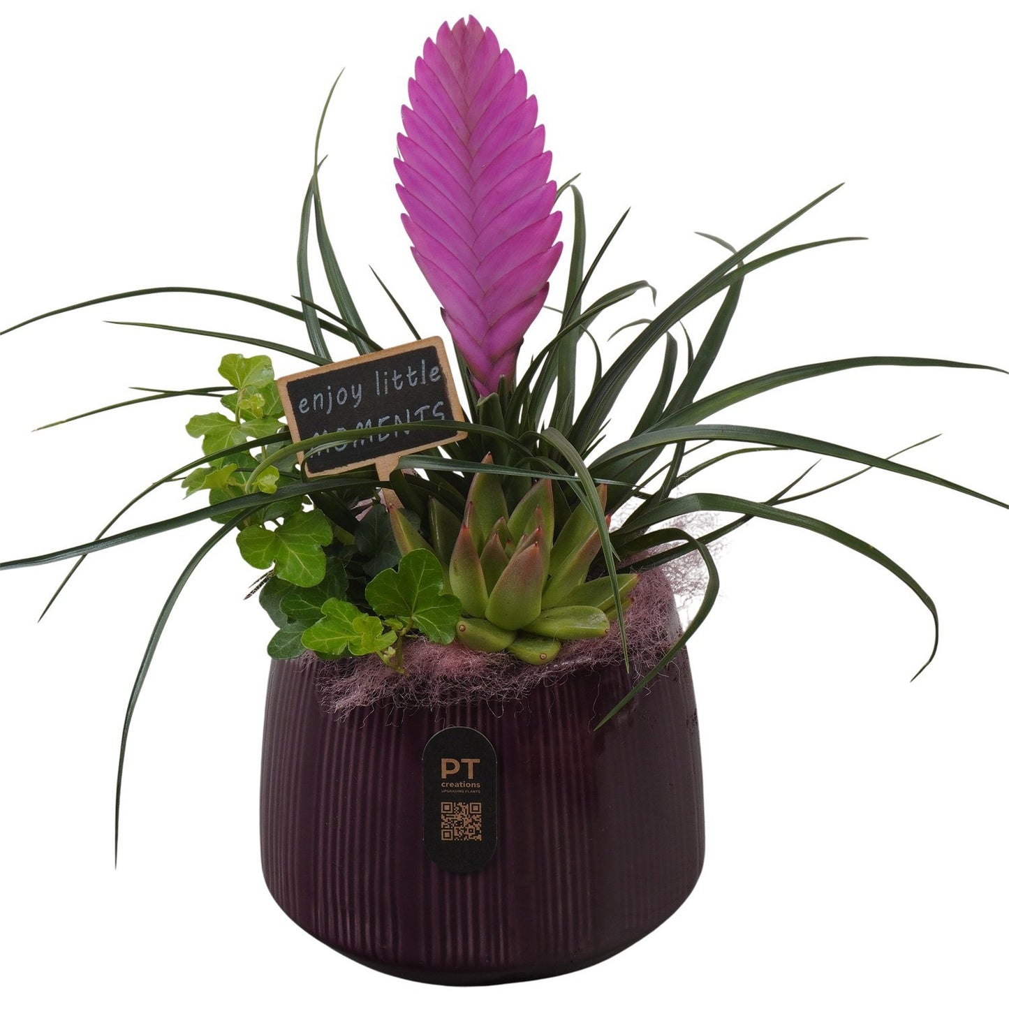 Indoor arrangement 34cm 16cm Pot