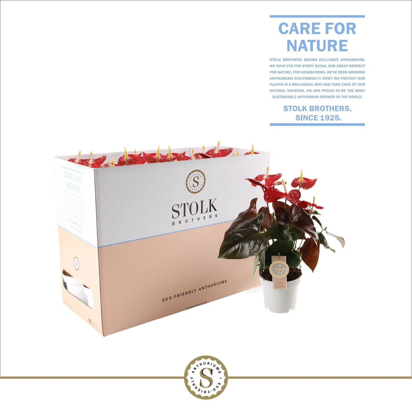 Anthurium Coral Champion 50cm 14cm Pot