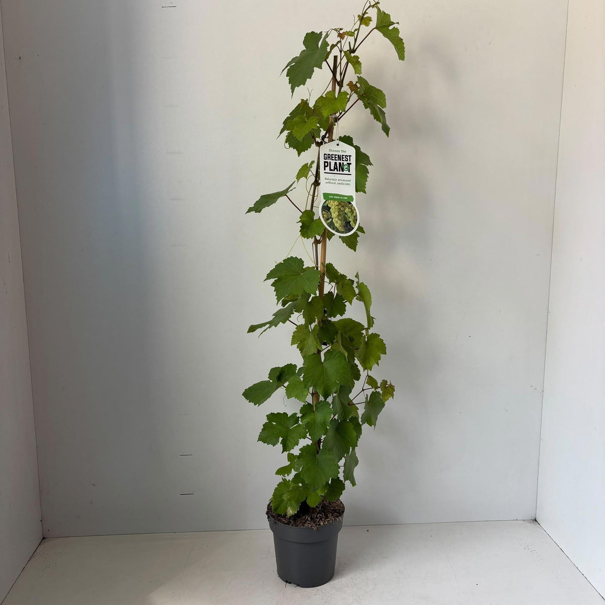 About Plants Zundert BV Vitis Vroege van der Laan (Grape) Pack of 1