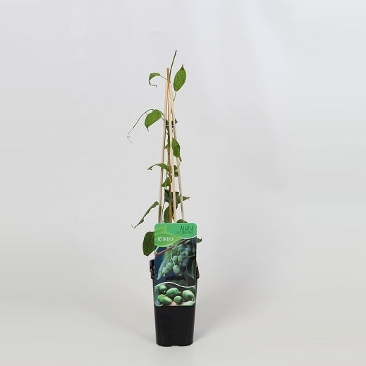 Actinidia arguta Issai (Hardy Kiwi) 60cm 14cm Pot
