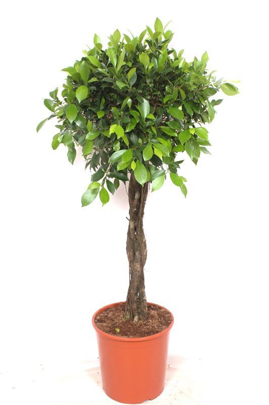Ficus nitida 130cm 30cm Pot