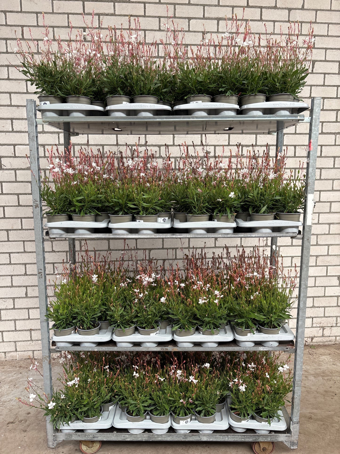 Gaura lind. Geyser White 30cm 13cm Pot