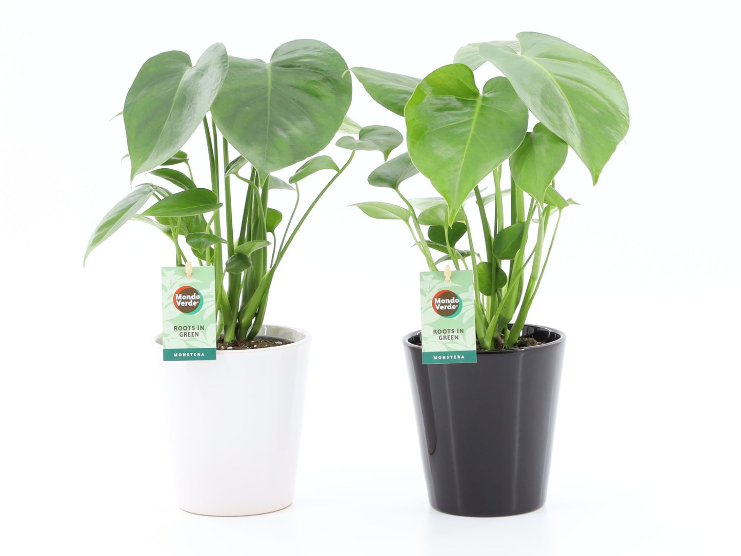 Monstera deliciosa 45cm 13cm Pot