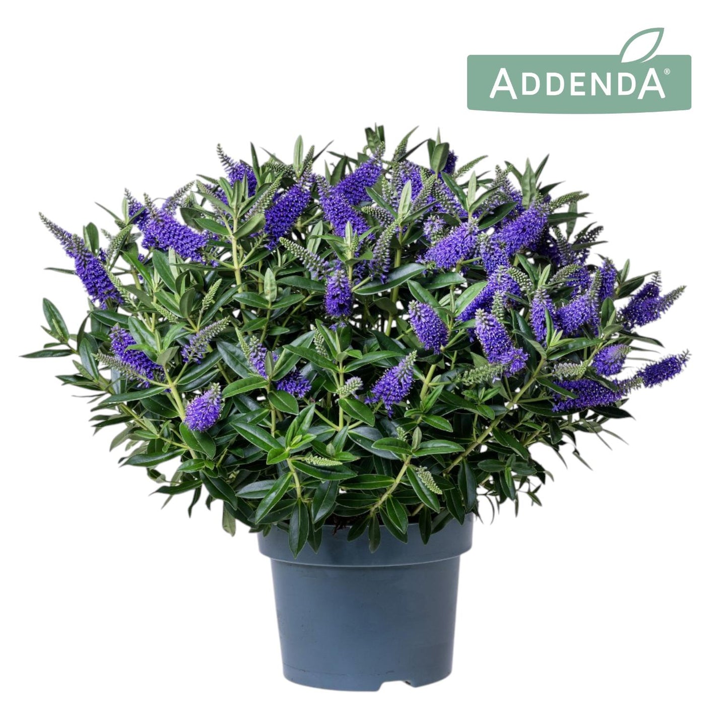 FlevoFlora Hebe Addenda Donna Blue Pack of 3