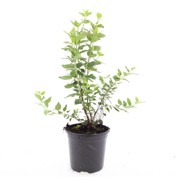 Philadelphus Manteau d'Hermine 10cm 14cm Pot