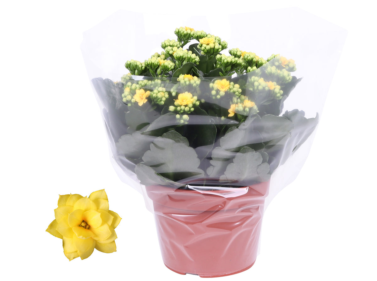 Kalanchoe Rosalina Don Amarillo 27cm 15cm Pot